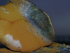 Gymnopilus subpurpuratus