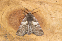 Declana griseata