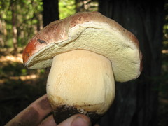 Boletus rex-veris
