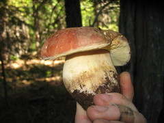 Boletus rex-veris