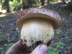 Boletus rex-veris