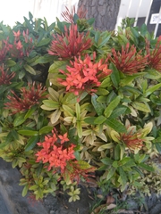 Ixora coccinea