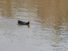 Gallinula chloropus