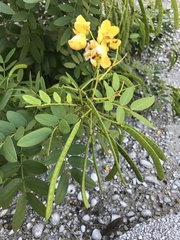 Senna chapmanii