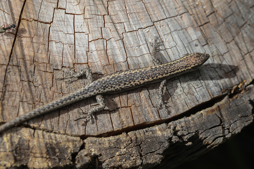 Ragged Snake-eyed Skink