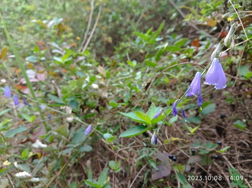 Adenophora polyantha