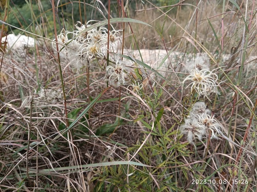 Narrow three-leaf clematis
