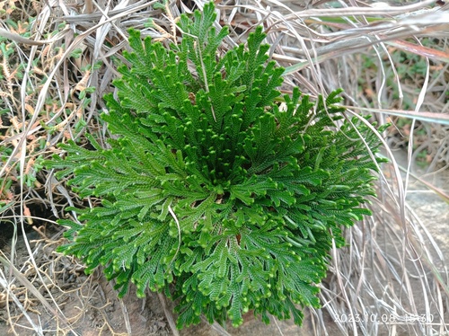 Selaginella tamariscina