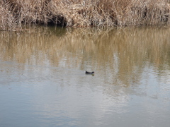 Gallinula chloropus