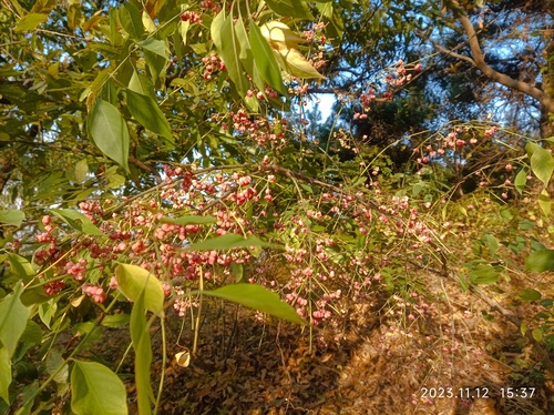 Euonymus maackii