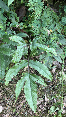 Tectaria simonsii (Tectaria simonsii)