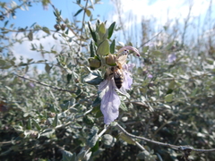Teucrium fruticans