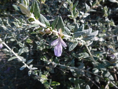 Teucrium fruticans