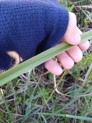 Cyperus ligularis image