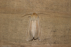 Ichneutica semivittata
