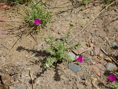 Portulaca grandiflora