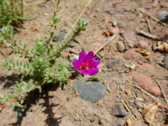 Portulaca grandiflora