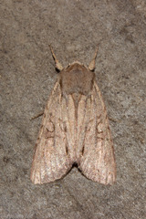 Ichneutica averilla