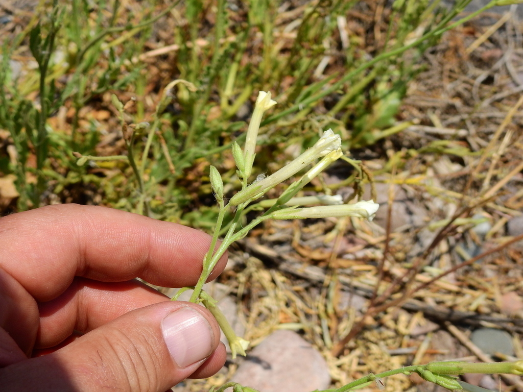 Nicotiana petunioides