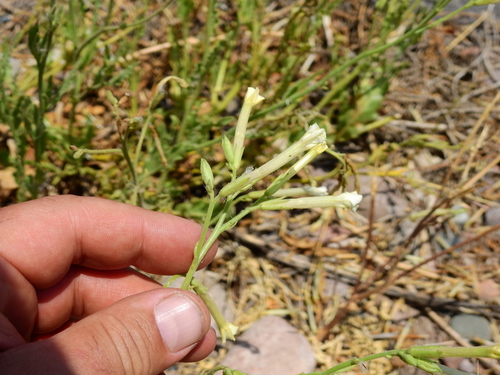 Image of Nicotiana noctiflora by (c) Guillermo Debandi, some rights reserved (CC BY)