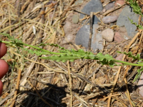 Image of Nicotiana noctiflora by (c) Guillermo Debandi, some rights reserved (CC BY)