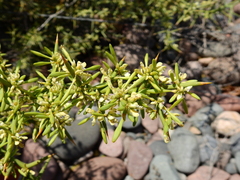 Hualania colletioides