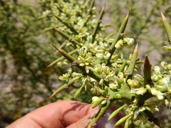 Hualania colletioides