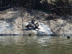 Phalacrocorax carbo