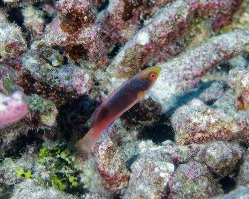 Cirrhilabrus scottorum observed 2025-06-12