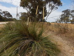 Xanthorrhoea caespitosa