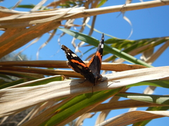 Vanessa atalanta