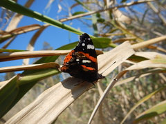 Vanessa atalanta