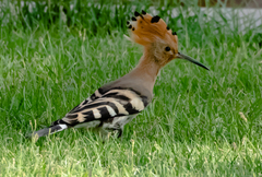 Upupa epops