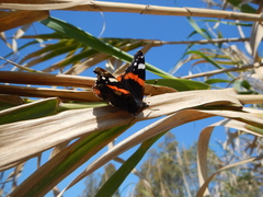Vanessa atalanta