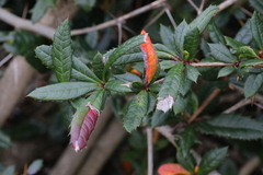 Berberis candidula