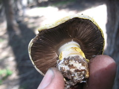 Agaricus moronii