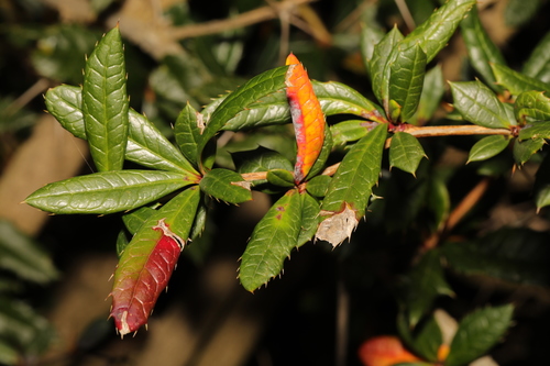 Paleleaf Barberry (Berberis candidula)