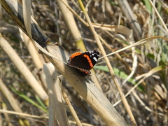 Vanessa atalanta