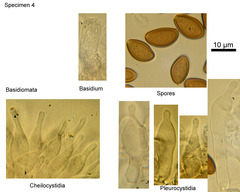 Psilocybe subaeruginosa