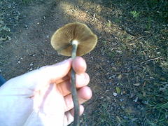 Psilocybe subaeruginosa