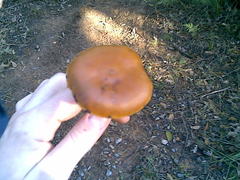 Psilocybe subaeruginosa