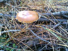 Psilocybe subaeruginosa
