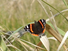 Vanessa atalanta