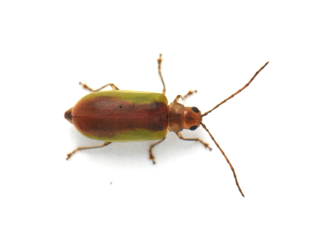 Pyrrhalta houjayi