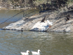 Phalacrocorax carbo