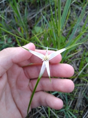 Rhynchospora colorata image