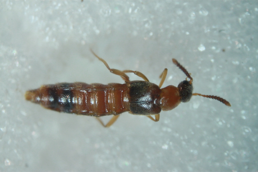 Bolitochara tecta