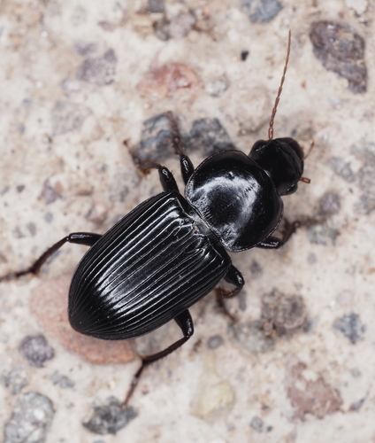 Discoderus impotens