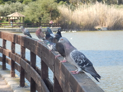 Columba livia domestica