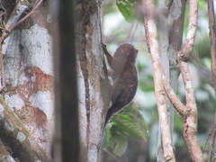 Cebuella niveiventris